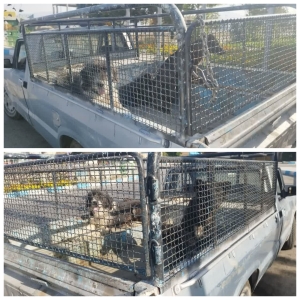 زنده گیری سگ های ولگرد و بلاصاحب